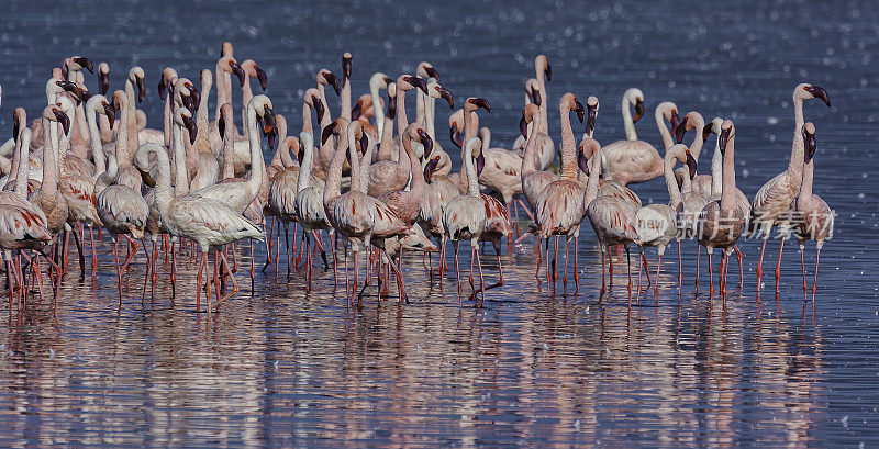 小火烈鸟(Phoenicopterus minor)是一种出现在撒哈拉以南非洲的火烈鸟。纳库鲁湖国家公园，肯尼亚